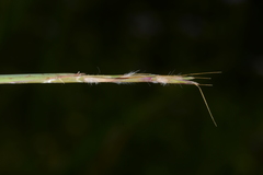 Schizachyrium fragile