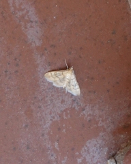 Mimorista trimaculalis