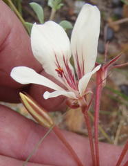 Pelargonium carneum
