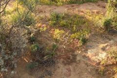 Trachyandra muricata