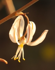 Trachyandra muricata