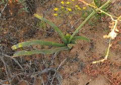 Trachyandra muricata