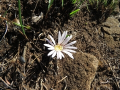 Gerbera viridifolia