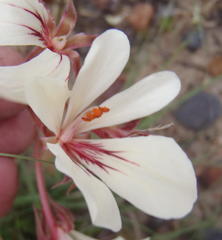 Pelargonium carneum