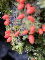 Lycogala conicum