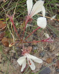 Pelargonium carneum