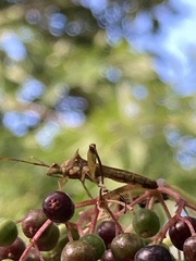 Hyalymenus longispinus