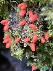 Lycogala conicum