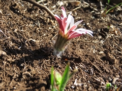Gerbera viridifolia