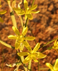 Moraea maximiliani