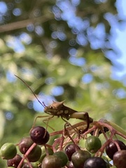 Hyalymenus longispinus