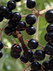Hyalymenus longispinus