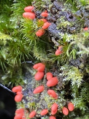 Lycogala conicum