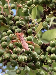 Hyalymenus longispinus