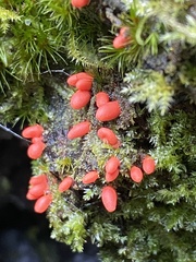 Lycogala conicum