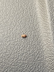 Coleoptera