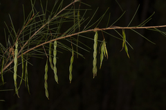 Acacia quadrilateralis