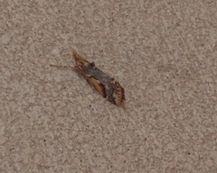 Loxostege albiceralis