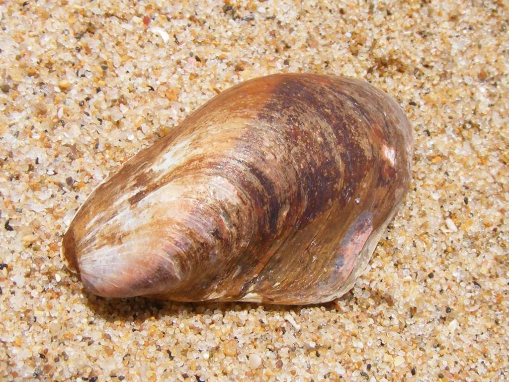 ear mussel