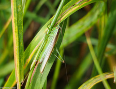 Conocephalus fuscus