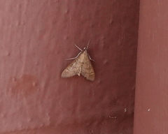 Mimorista trimaculalis