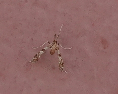 Lineodes interrupta