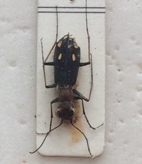 Prothymidia angusticollis