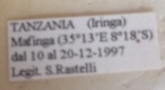 Prothymidia angusticollis