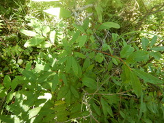 Lonicera caerulea edulis