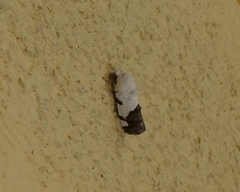 Tarache tetragona