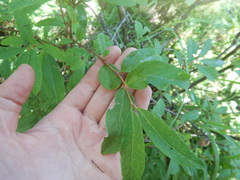 Lonicera caerulea edulis
