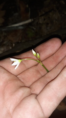 Nothoscordum bivalve