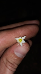 Nothoscordum bivalve
