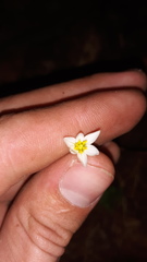 Nothoscordum bivalve