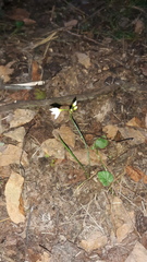 Nothoscordum bivalve