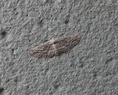 Iridopsis obliquaria