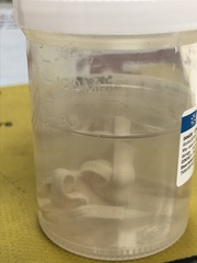 Spirometra mansonoides