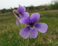 Viola uliginosa