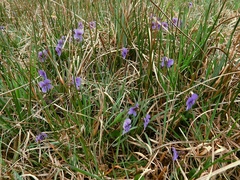 Viola uliginosa