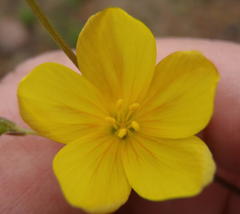 Linum thunbergii