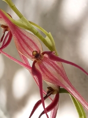 Pleurothallis phalangifera
