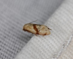 Cochylis caulocatax