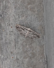 Iridopsis obliquaria