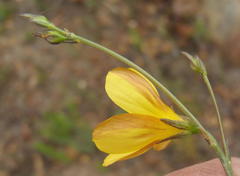 Linum thunbergii