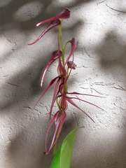 Pleurothallis phalangifera
