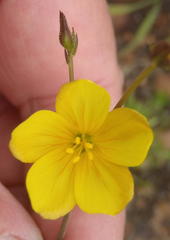 Linum thunbergii