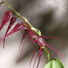 Pleurothallis phalangifera