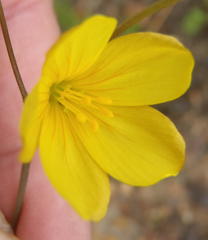 Linum thunbergii