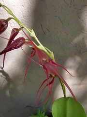 Pleurothallis phalangifera