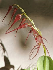 Pleurothallis phalangifera